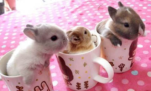 怎樣分辨幼兔公母