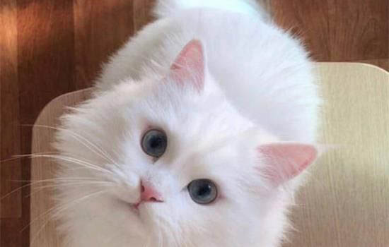 貓咪吃了老鼠藥一定會死嗎