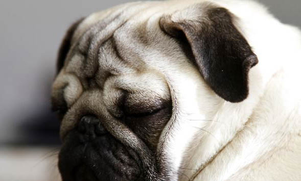 巴哥幼犬怎么吃狗糧不拉稀