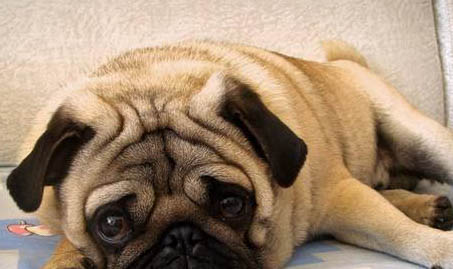 八哥犬和法斗有什么區(qū)別?