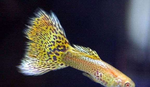 孔雀魚吃蝦么？