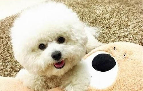 狗狗睡房間對(duì)主人身體有害嗎