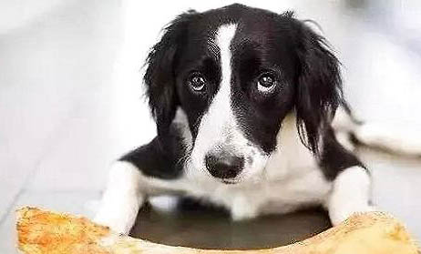 狗狗為什么一吃完飯就會打嗝