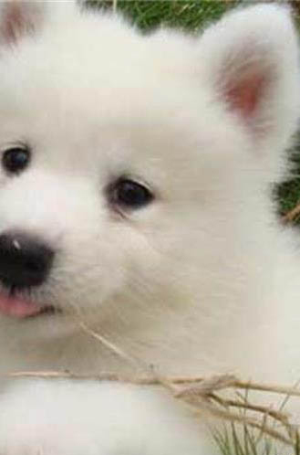 狗狗經常吐黃水帶泡沫