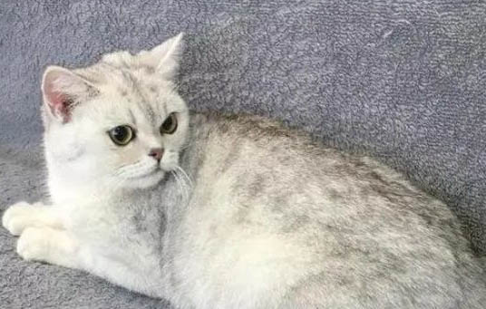 美短高白介紹