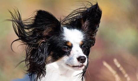 蝴蝶犬幼犬多少錢一只