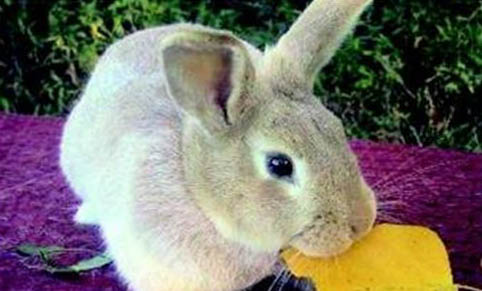 幼兔一次喂多少兔糧