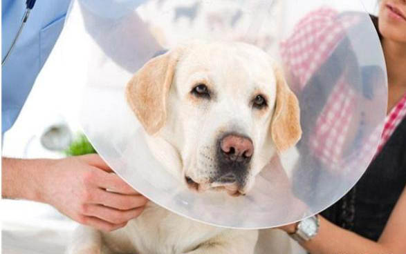 新生幼犬會主動排便嗎