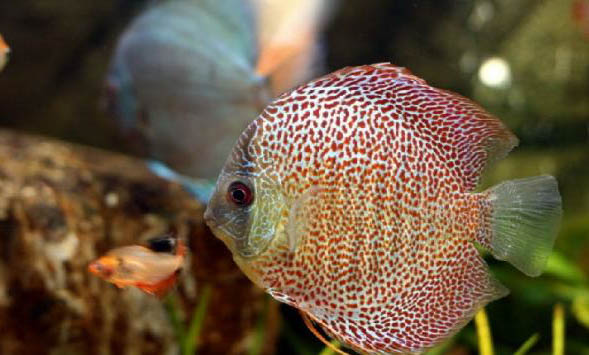 斗魚混養需要注意什么
