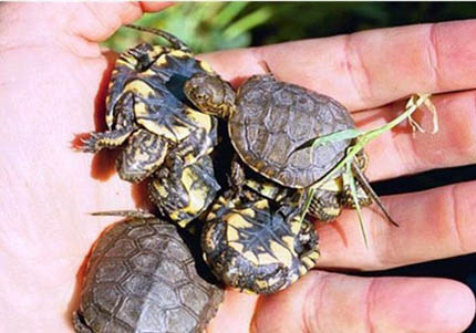 水龜怎么分辨公母