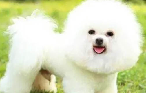 比熊犬淚痕的形成原因有哪些？