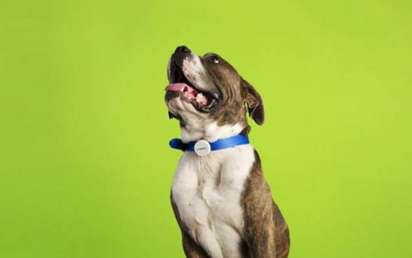 白色長(zhǎng)毛狗有哪些