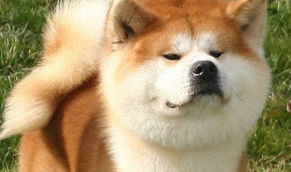 秋田犬和柴犬哪個好？