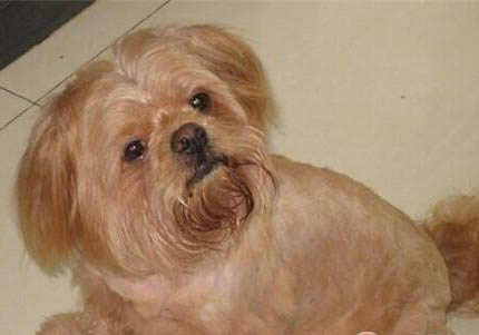 拉薩犬吐白色粘稠液體的原因及處理方法