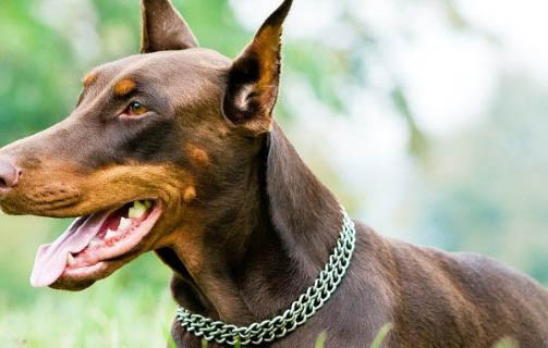 杜賓犬價格多少錢一只