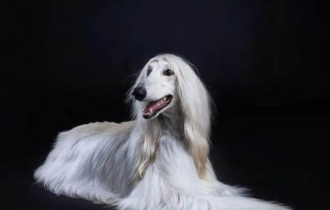 世界禁養的十大獵犬