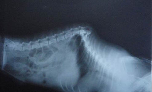 犬貓不明原因發熱的治療及注意事項