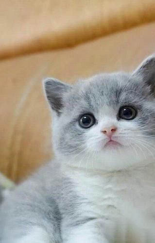 小奶貓得了貓鼻支能活多久