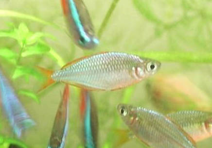 地下水能養魚嗎