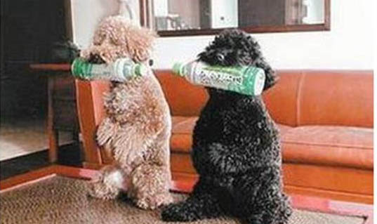 什么狗狗容易得犬瘟