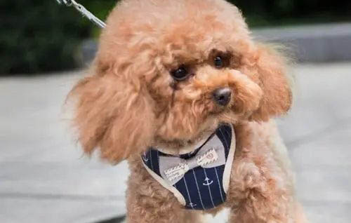 泰迪狗能活多少年