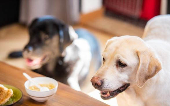 成犬一天吃多少狗糧