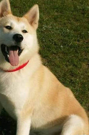 日本秋田犬價格多少錢一只