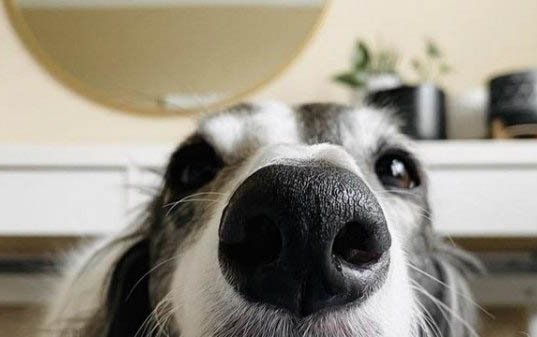 狗得犬瘟病后能活多久