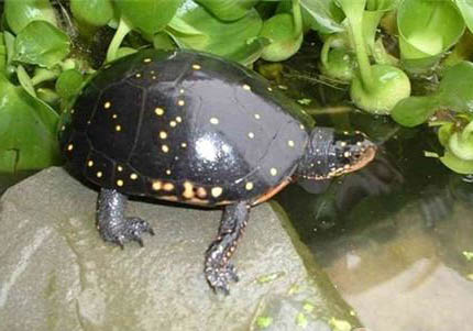 不同水龜的飼養方式有區別