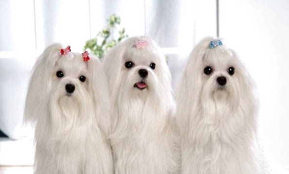 馬爾濟斯犬的價格