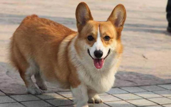 狗狗腸胃炎幾天能好