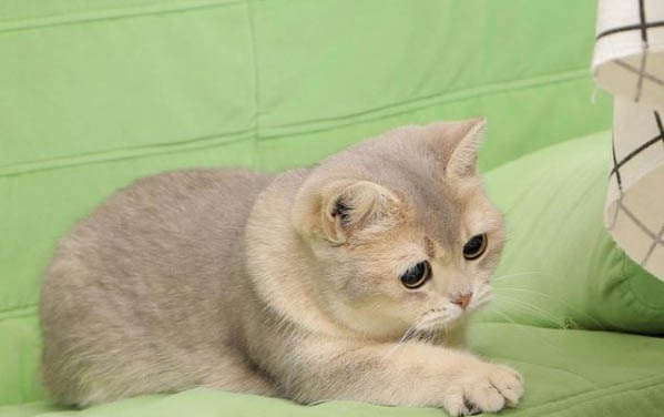 貓癬多久才會好