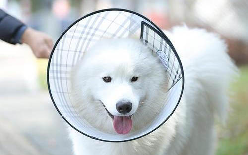 狗狗為什么會突然不走了