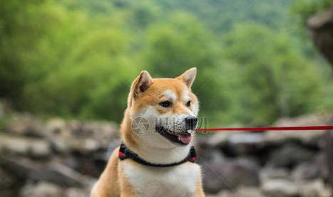柴犬與柯基哪個聰明
