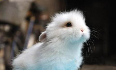 短須獅子魚的品種簡介