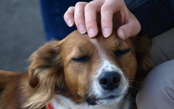 狗狗懷孕后有哪些反應