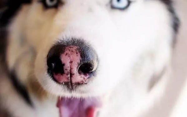 狗狗舌頭黑色