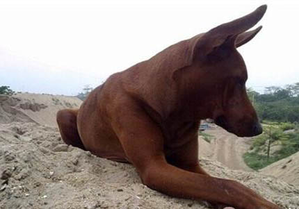 法老王獵犬一般多少錢一只