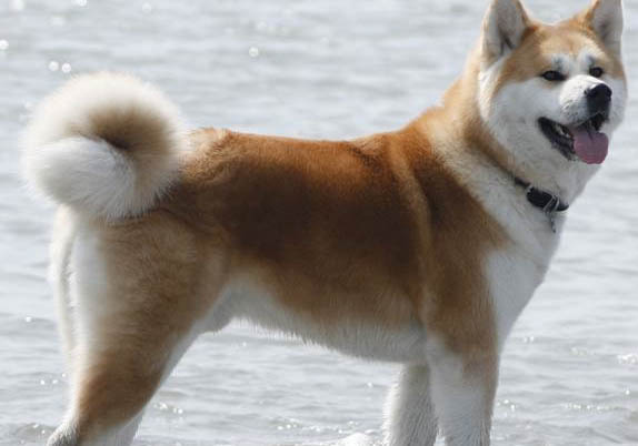 秋田犬和柴犬幼犬哪個好
