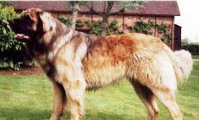 紐波利頓獒犬飼養(yǎng)有什么注意點