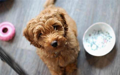 如何馴養小型泰迪狗犬狗糧呢
