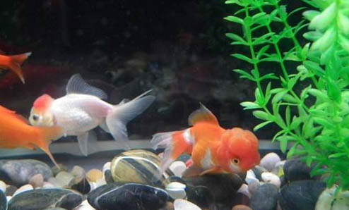 銀龍魚和鸚鵡魚混養(yǎng)需要注意什么