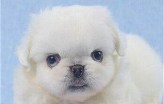 拉布拉多幼犬特征辨別