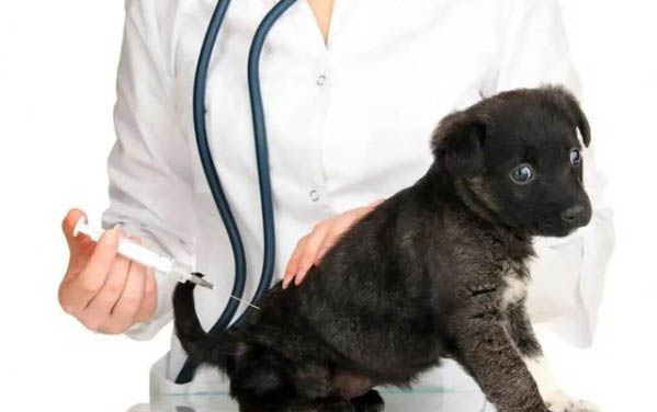狗狗能不能吃菠蘿