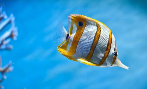 怎么挑選熱帶魚