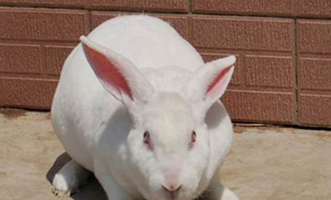 怎么區別家兔和寵物兔