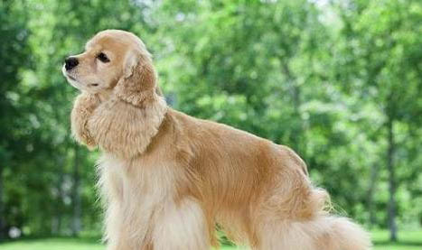 美國可卡犬多少錢一只？