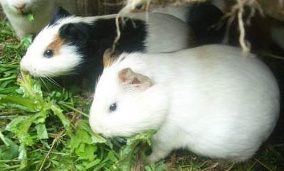 荷蘭豬親近人的表現(xiàn)