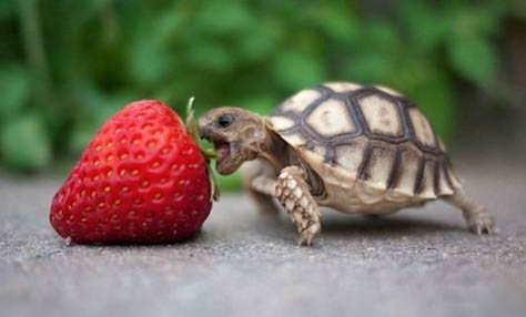 印度陸龜的品種簡介