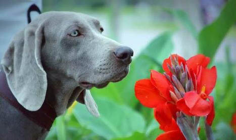 尋血獵犬分娩需要多長時間